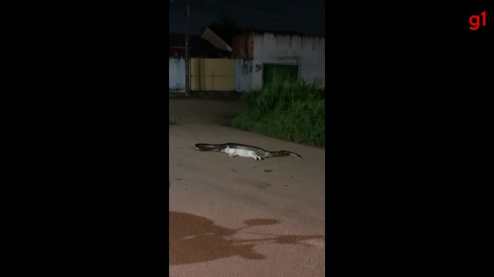 Sucuri-verde foi filmada devorando gato em rua de Porto Velho — Foto: Reprodução