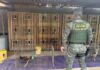 Mais de 20 galos em situação de maus-tratos são resgatados de casa usada para rinha em MT
