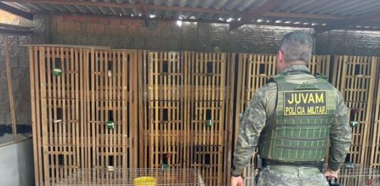 Mais de 20 galos em situação de maus-tratos são resgatados de casa usada para rinha em MT