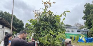 PRESERVAÇÃO – Energisa faz doação de mudas de castanheiras e outras espécies para Sedam