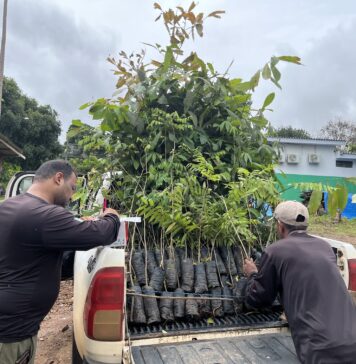 PRESERVAÇÃO – Energisa faz doação de mudas de castanheiras e outras espécies para Sedam