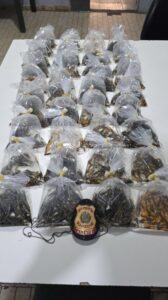 PF prende homem por contrabando de peixes ornamentais da Amazônia