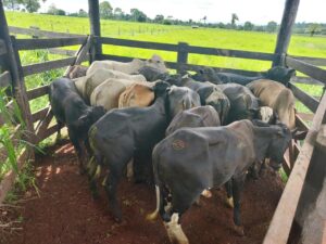 Polícia Militar recupera 17 cabeças de gado furtadas durante Operação Segurança Rural