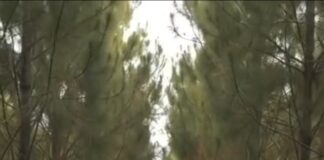 Fazenda OCB Abre 250 Vagas de Emprego em Vilhena; Dr. Celso Machado Convoca Trabalhadores