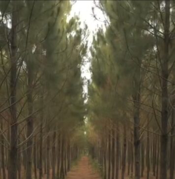 Fazenda OCB Abre 250 Vagas de Emprego em Vilhena; Dr. Celso Machado Convoca Trabalhadores