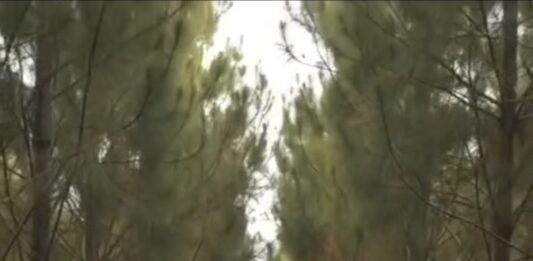 Fazenda OCB Abre 250 Vagas de Emprego em Vilhena; Dr. Celso Machado Convoca Trabalhadores