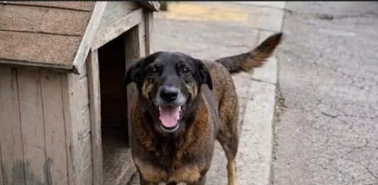 Morte do cão Orelha motiva projetos para punir adolescentes que cometerem violência contra animais