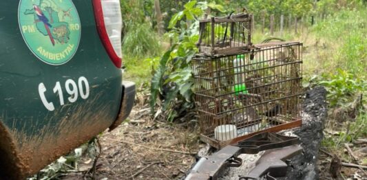 Operação conjunta entre BPA e SEDAM apreende armas artesanais e resgata ave silvestre em RO
