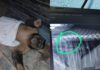 Macaco-prego morre após ser encontrado com coluna quebrada em RO