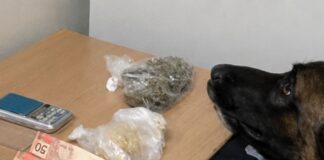 Força Tática e canil da PM desmantela ponto de venda de drogas em Colorado do Oeste