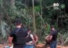 Dois homens são presos por corte ilegal de castanheira