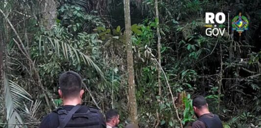 Dois homens são presos por corte ilegal de castanheira