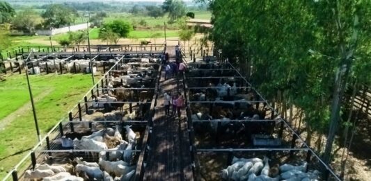 Corumbiara recebe 4º Leilão “Lutando Pela Vida” em apoio ao São Daniel Comboni