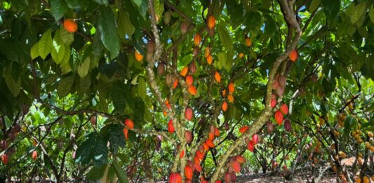 Inscrições para 6º Concurso de Qualidade e Sustentabilidade do Cacau de Rondônia são prorrogadas até 3 de julho