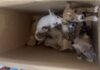 Câmeras registram mulher abandonando filhotes de cachorro em caixa de papelão