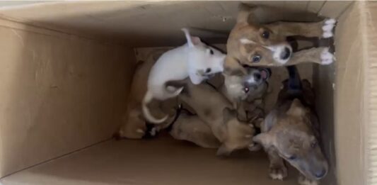 Câmeras registram mulher abandonando filhotes de cachorro em caixa de papelão