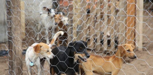 Experiência e boas práticas no Canil de Vilhena passam a servir de referência para outros municípios