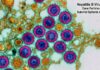 Hepatites virais podem evoluir por anos sem sintomas; infectologista alerta para a importância do diagnóstico precoce