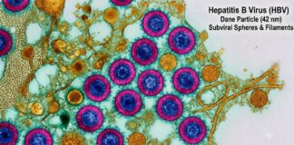 Hepatites virais podem evoluir por anos sem sintomas; infectologista alerta para a importância do diagnóstico precoce
