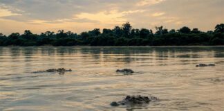 Carne de jacaré avança em reconhecimento geográfico
