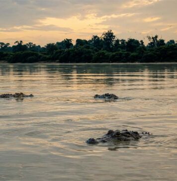 Carne de jacaré avança em reconhecimento geográfico