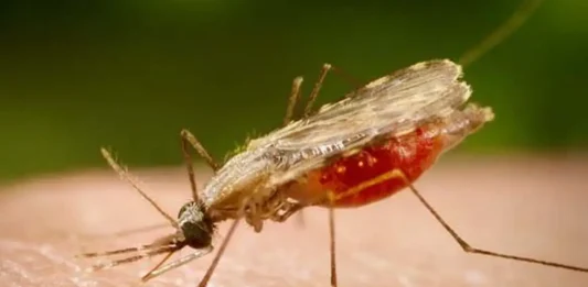 Cientistas da Fiocruz podem produzir vacina completa contra a malária