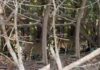 Onça-pintada é flagrada às margens do Rio Guaporé entre Rondônia e Mato Grosso