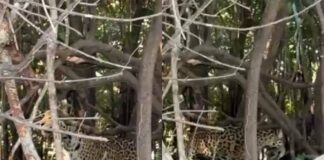 Onça-pintada é flagrada às margens do Rio Guaporé entre Rondônia e Mato Grosso