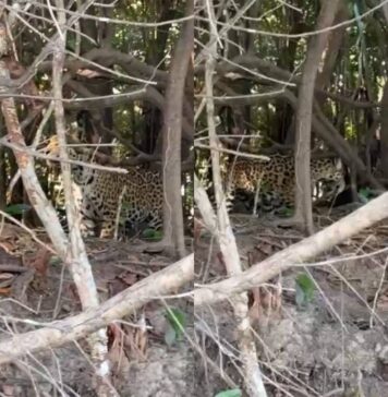 Onça-pintada é flagrada às margens do Rio Guaporé entre Rondônia e Mato Grosso