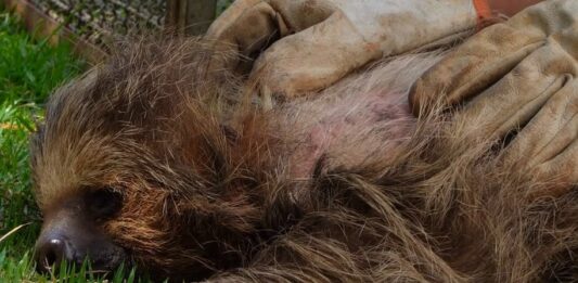 Semma acolhe preguiça ferida e inicia cuidados para retorno à natureza