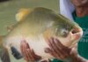 Tambaqui entra na lista de espécies ameaçadas de extinção e pesca pode ser proibida