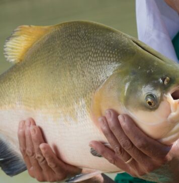 Tambaqui entra na lista de espécies ameaçadas de extinção e pesca pode ser proibida