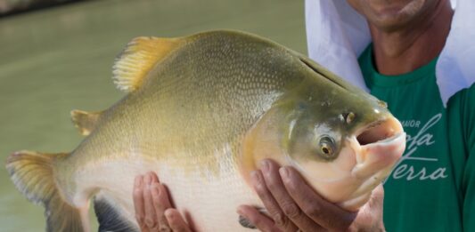Tambaqui entra na lista de espécies ameaçadas de extinção e pesca pode ser proibida