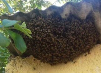 Homem morre após ser atacado por enxame de abelhas na zona Leste de Porto Velho