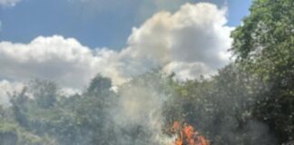 PF erradica plantações de maconha e prende uma pessoa