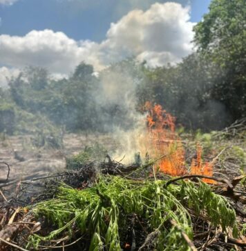 PF erradica plantações de maconha e prende uma pessoa