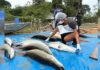 Mais de 18 toneladas de pirarucu invasor são retiradas de reserva em Costa Marques, RO