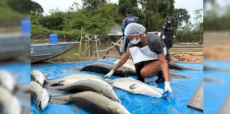 Mais de 18 toneladas de pirarucu invasor são retiradas de reserva em Costa Marques, RO